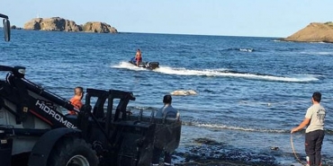 isbeykoz-da-kiyiya-vuran-olu-hayvanlara-iliskin-acik_6444-4