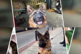 isbeykoz-da-kopek-egitim-merkezinde-skandal-iddia_2084-1