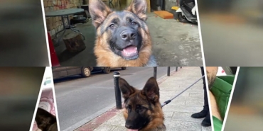 isbeykoz-da-kopek-egitim-merkezinde-skandal-iddia_2084-1