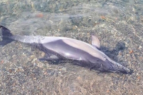 isbeykoz-da-korkutan-goruntuler-nedeni-merak-ediliyo_9188-4