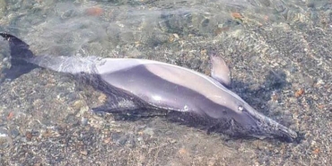 isbeykoz-da-korkutan-goruntuler-nedeni-merak-ediliyo_9188-4