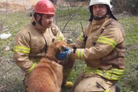 isbeykoz-da-kuyuya-dusen-kopek-kurtarildi_7690-4