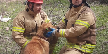 isbeykoz-da-kuyuya-dusen-kopek-kurtarildi_7690-4