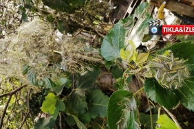 isbeykoz-da-onlenemeyen-tirtil-istilasi-devam-ediyor_4808-1