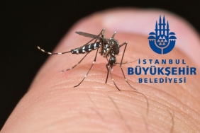 isbeykoz-da-sivrisinek-artti-ibb-ekipleri-artmadi_7110-1