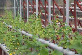 isbeykoz-da-topraksiz-tarim-donemi-basliyor_3191-1