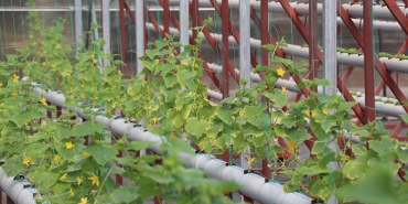 isbeykoz-da-topraksiz-tarim-donemi-basliyor_3191-1