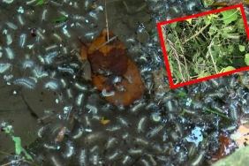 isbeykoz-da-vatandaslar-isyan-ediyor-tirtillar-her-y_3513-1