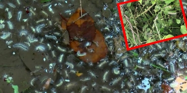 isbeykoz-da-vatandaslar-isyan-ediyor-tirtillar-her-y_3513-1