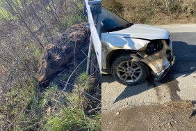 isbeykoz-da-yola-atlayan-domuz-kazaya-neden-oldu-100_9915-1