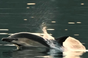 isbeykoz-da-yunus-baliklarinin-sovu-mest-etti_5228-4