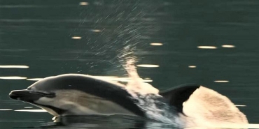 isbeykoz-da-yunus-baliklarinin-sovu-mest-etti_5228-4