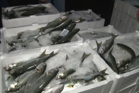 isbeykoz-daki-balik-bollugu-tezgahlari-dolduruyor_9995-1