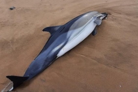 isbeykoz-riva-da-icler-acisi-goruntu_2832-4