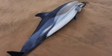 isbeykoz-riva-da-icler-acisi-goruntu_2832-4