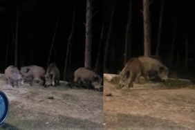 isbeykoz-sokaklarini-yaban-domuzlari-sardi_2482-4