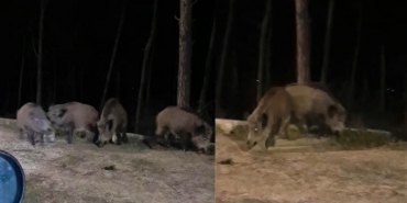 isbeykoz-sokaklarini-yaban-domuzlari-sardi_2482-4