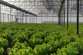 isbeykoz-topraksiz-tarim-ile-ornek-oluyor_4644-1