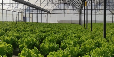 isbeykoz-topraksiz-tarim-ile-ornek-oluyor_4644-1