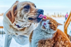 isbeykoz-un-patili-dostlarina-bir-destekte-sen-ol_3612-1