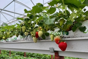 isbeykoz-un-topraksiz-cilegi-kizarmaya-basladi_4349-4