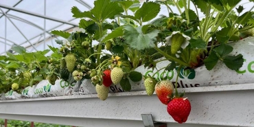 isbeykoz-un-topraksiz-cilegi-kizarmaya-basladi_4349-4