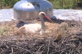 isbeykoz-un-yaren-i-7-kez-ayni-caminin-kubbesinde-10_9819-4