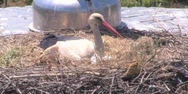 isbeykoz-un-yaren-i-7-kez-ayni-caminin-kubbesinde-10_9819-4