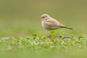 isilk-kez-beykoz-da-goruntulendi-_7903-1