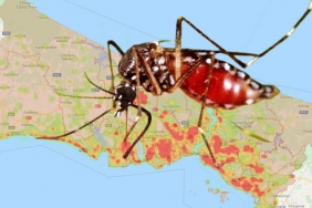 isistanbul-un-sivrisinek-ureme-kaynagi-beykoz-mu_5277-1