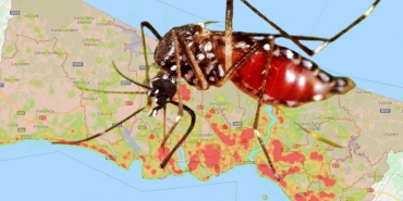 isistanbul-un-sivrisinek-ureme-kaynagi-beykoz-mu_5277-1