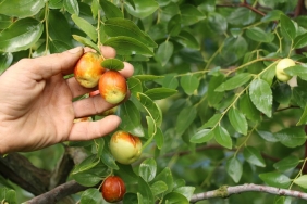 ismucize-meyve-beykoz-da-yetisiyor_6052-1