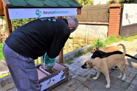 issokak-hayvanlari-beykoz-un-39-noktasinda-besleniyo_9398-1