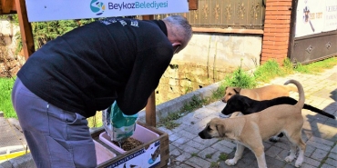 issokak-hayvanlari-beykoz-un-39-noktasinda-besleniyo_9398-1