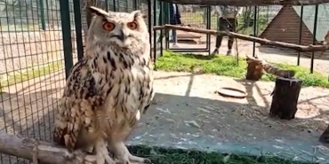 isyarali-baykus-beykoz-da-yasam-mucadelesini-kazandi_8610-4