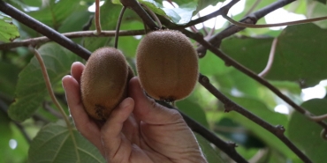 lezzet-ve-sifa-kupu-beykoz-kivisi-pazara-indi_6539-1