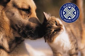 medipol-den-beykoz-da-sokak-hayvanlarina-yardim-el_1112-1