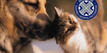 medipol-den-beykoz-da-sokak-hayvanlarina-yardim-el_1112-1