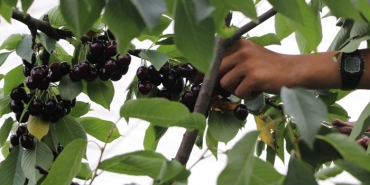 teknigi-italya-lezzeti-beykoz-dan-_1253-1