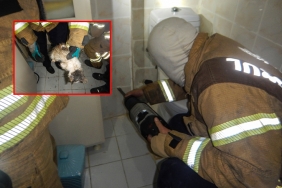 yavru-kedi-kurtulsun-diye-evinin-duvarini-kirdirdi_5201-1