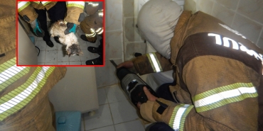 yavru-kedi-kurtulsun-diye-evinin-duvarini-kirdirdi_5201-1