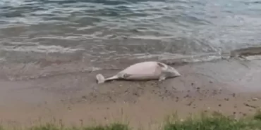 Beykoz’da yunus balığı karaya vurdu