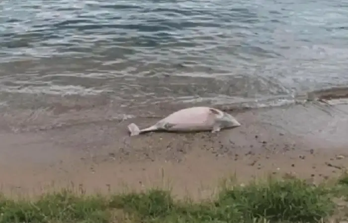 Beykoz’da yunus balığı karaya vurdu