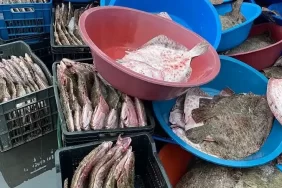 Beykoz’da 10 ton balığa el konuldu