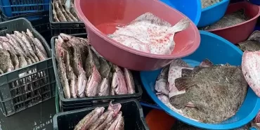 Beykoz’da 10 ton balığa el konuldu