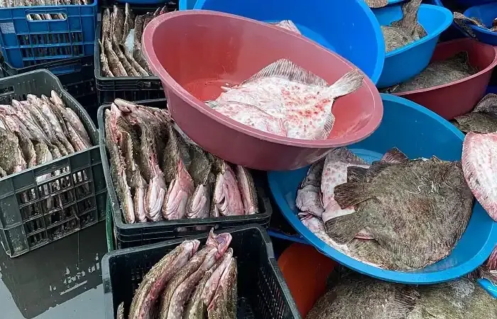 Beykoz’da 10 ton balığa el konuldu