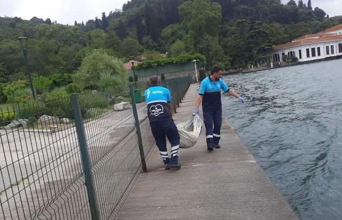 Beykoz'da yunus balığı karaya vurdu