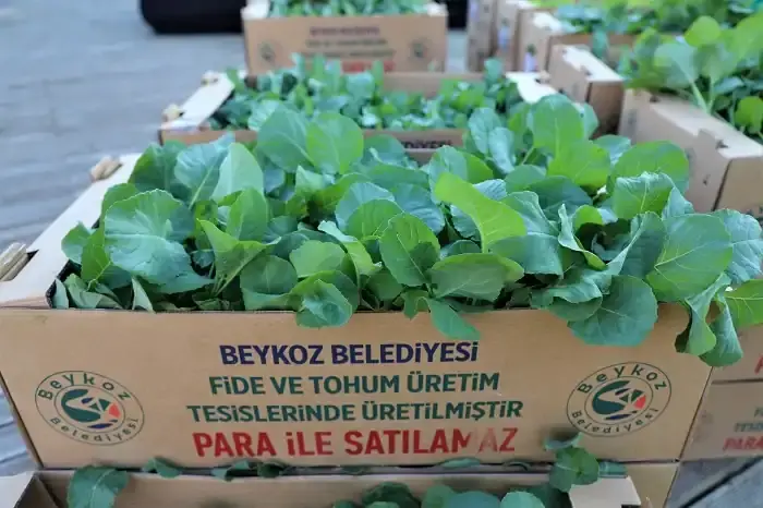Beykoz'da çiftçiye 1 milyon ücretsiz fide desteği!