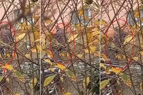 Beykoz'da köpeğe işkence eden cani gözaltına alındı!