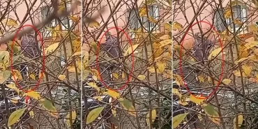 Beykoz'da köpeğe işkence eden cani gözaltına alındı!